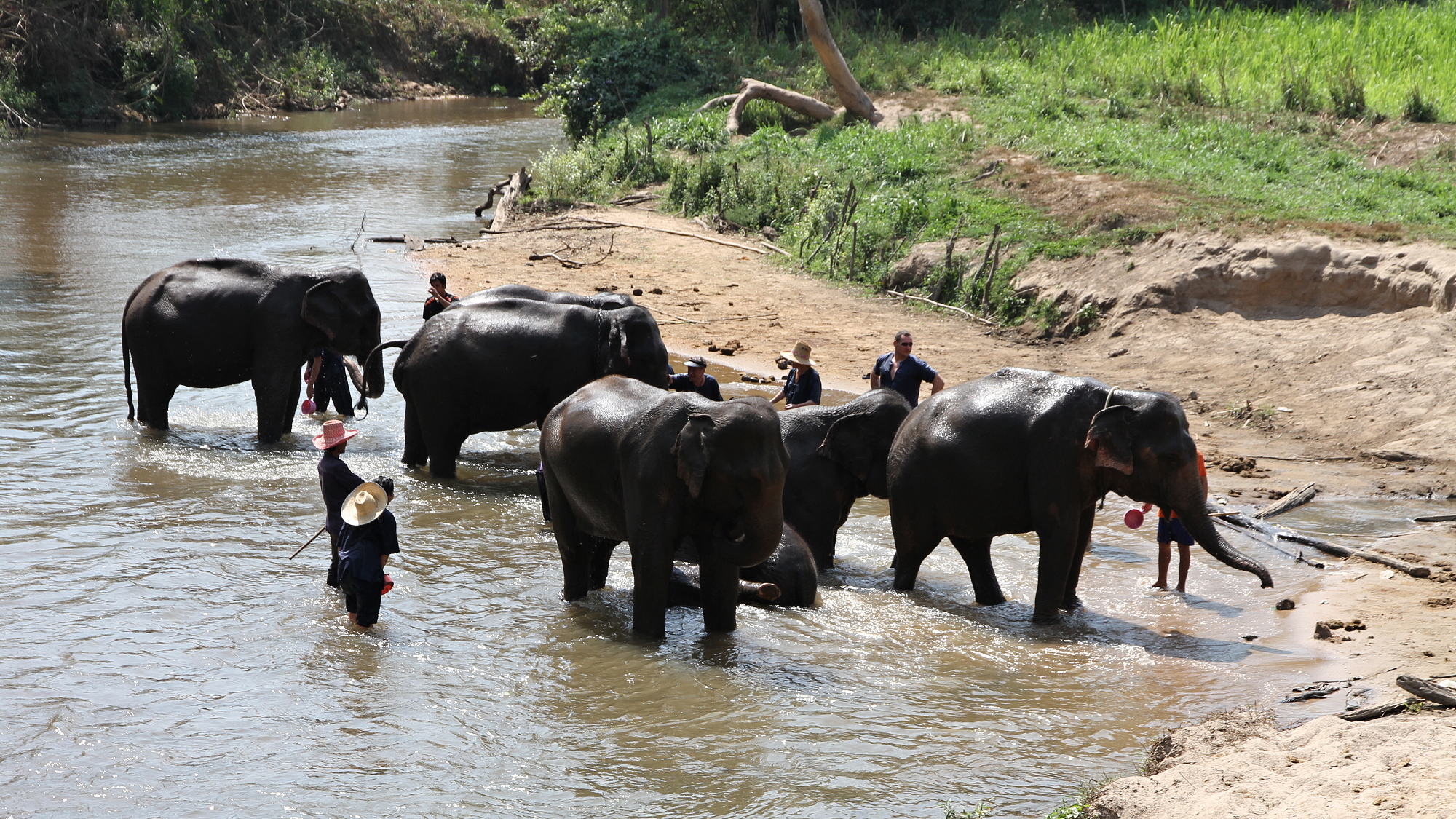 Sloni v Mae Wang