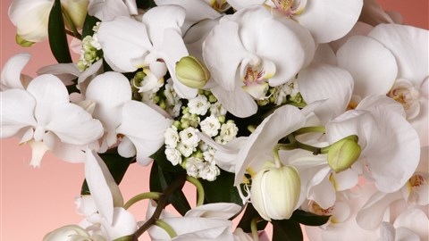 nejkrásnější výstava orchidejí v Evropě