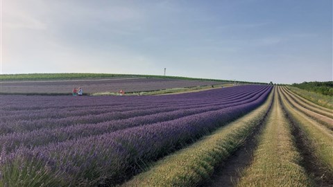 unikátní levandulová farma