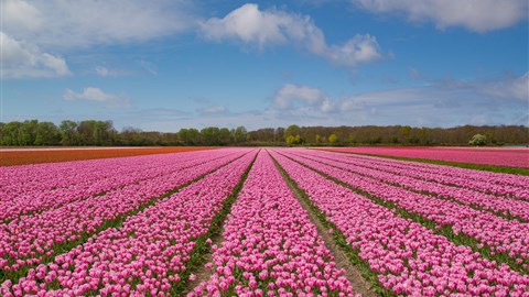 Pestrá směsice vůní a barev
