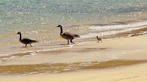 Zlaté písečné pláže s množstvím ptactva