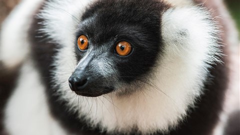 Světoznámý Král Jelimán