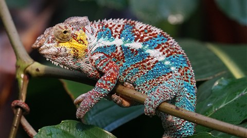 Živočichové hrající barvami